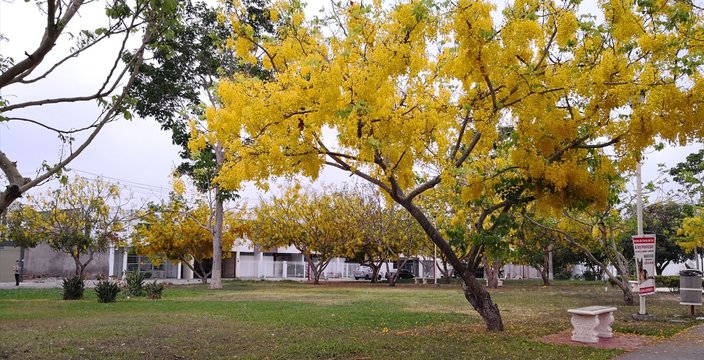 Arbol amarillo