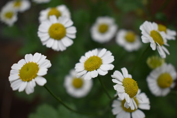 Obraz premium Flower