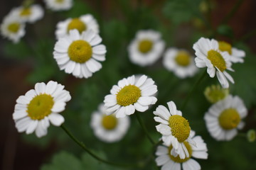 Obraz premium Flower