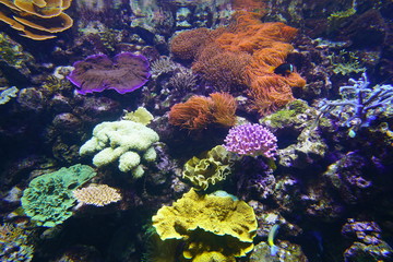 Colorful corals under water in an aquarium