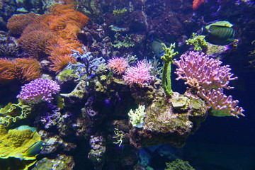 Naklejka na ściany i meble Colorful corals under water in an aquarium