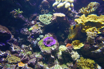 Fototapeta na wymiar Colorful corals under water in an aquarium