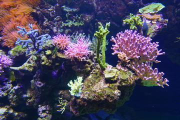 Obraz na płótnie Canvas Colorful corals under water in an aquarium