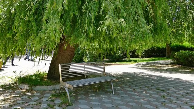 park benches and a willow tree,
under the willow tree, sitting bench,


