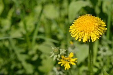 A bright yellow dandelion on a green background.
A single large flower dandelion on background of grass.