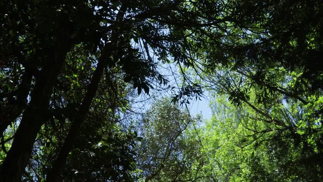 Florest road in Sintra