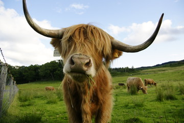 Scottish cow with big horns