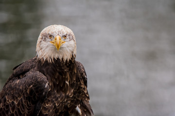 Bald Eagle in front of water