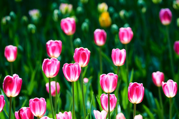 The scenic of tulips in the garden.
