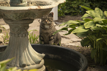 cat hiding behind concrete fountain