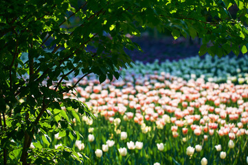 Obrazy na Szkle  Malowniczy widok tulipanów w ogrodzie.