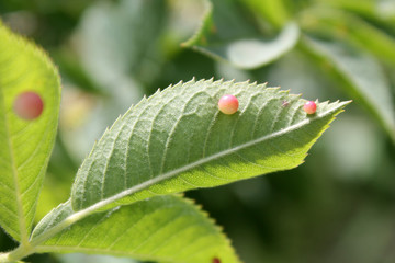 Smooth rose pea gall is caused by cynipid wasp Diplolepis eglanteriae on green leaf of rose