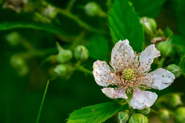 Blooming flower of a bramble.