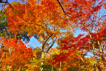 京都嵐山の紅葉

