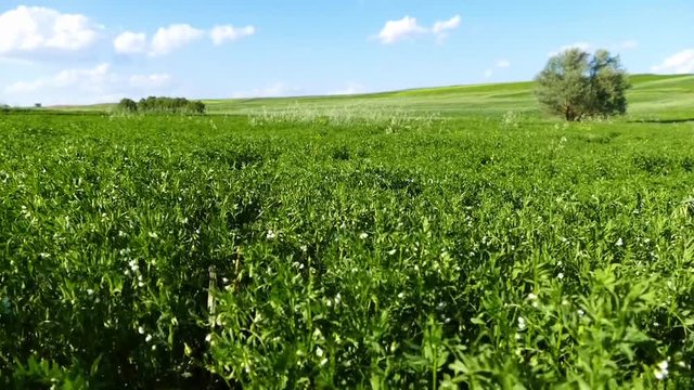lentil fields in turkey steppe climate

