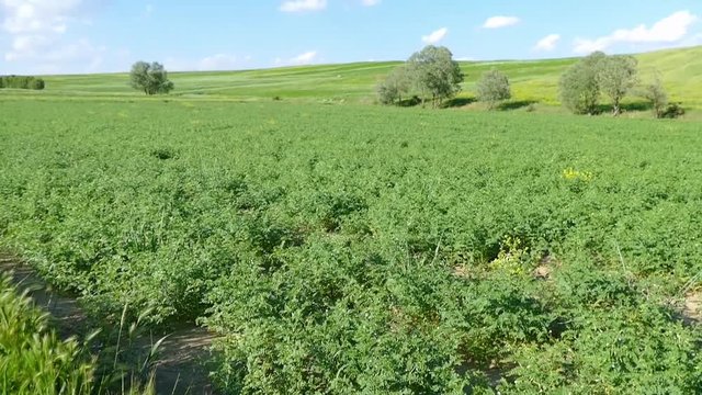 chickpeas turkey farm in the steppe climate,