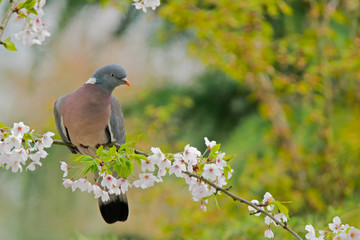 Common wood pigeon in a tree.