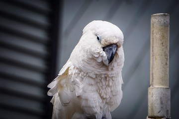 closeup on white cockatoo