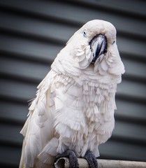 curious white cockatoo