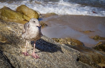 female gull standing in front of the ocean