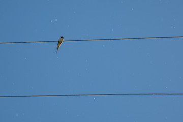 swallow sitting on wires against the blue sky, nature abstract