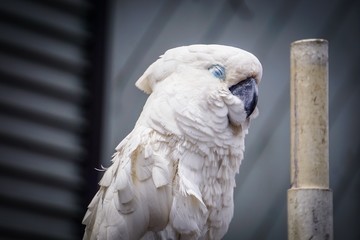 happy white cockatoo © Stephanie