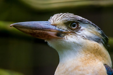 Portait of a Kookaburra