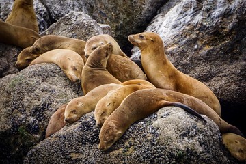 sea lions lying on barnacles