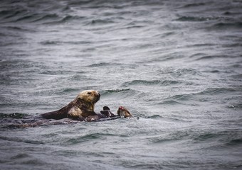 Fototapeta premium sea otters in the ocean