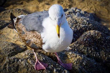 seagull looking down