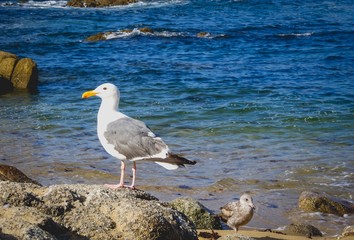 seagull standing in front of the ocean
