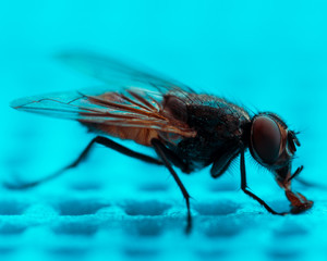 Fliege Makro
