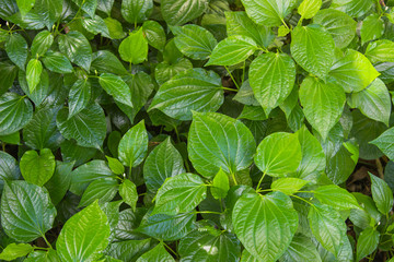 Green Herb Betel Leaf bush or piper is the leaf of a vine belonging to the piperaceae family, which includes pepper and kava. Famous herb in Thailand call Chaplu.