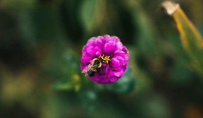 Flower with Bumble Bee