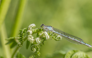 Common Blue Damselfly - Enallagma cyathigerum