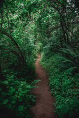 Lush hiking trail in Portland's Forest Park