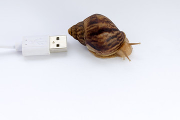 concept of low speed, snails and computer wires