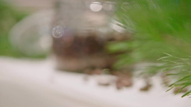 Piece of kitchen interior with a glass can full of cedar nuts and decorated with coniferous tree branch, green cone on cedar.