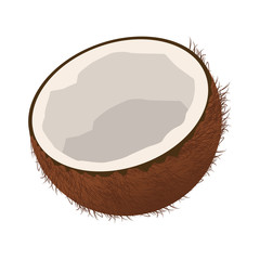Coconut tropical fruit vector illustration graphic design