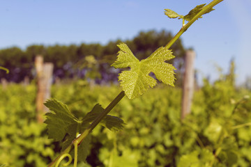 Caluroso verano en el viñedo lleno de hojas verdes