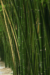 Close-up Bamboo tree in formal garden.