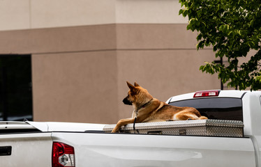 German Sheppard in the back of a truck on a tool box © experiencesnw