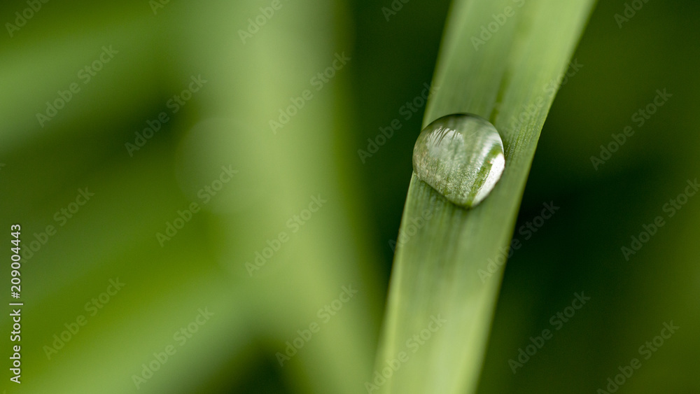 Wall mural dew on the grass