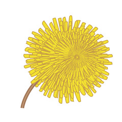 Dandelions flower vector illustration