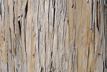 Light brown bark treee texture