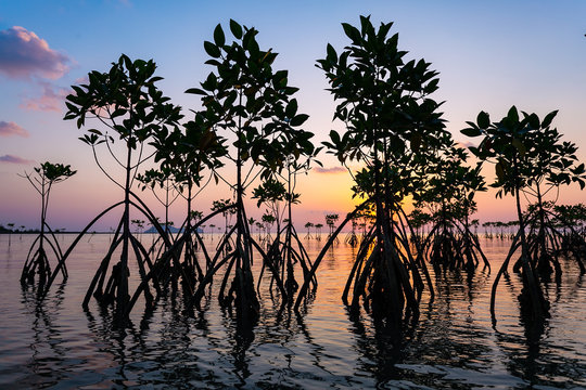 young mangroves trees silhouette in water at sunset