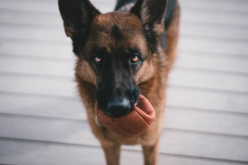 Dog
