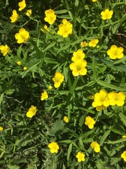 Blossom forest flowers