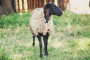 Fototapeta premium sheep of Romanov breed on green glade