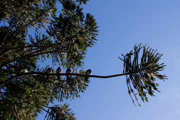 Birds rest on a branch, waiting for tourists to drop their snacks as they wander around the Recoleta Cemetery in Buenos Aires, Argentina